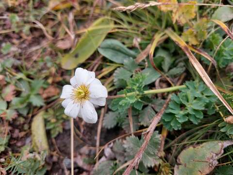 Слика од Callianthemum sajanense Witasek