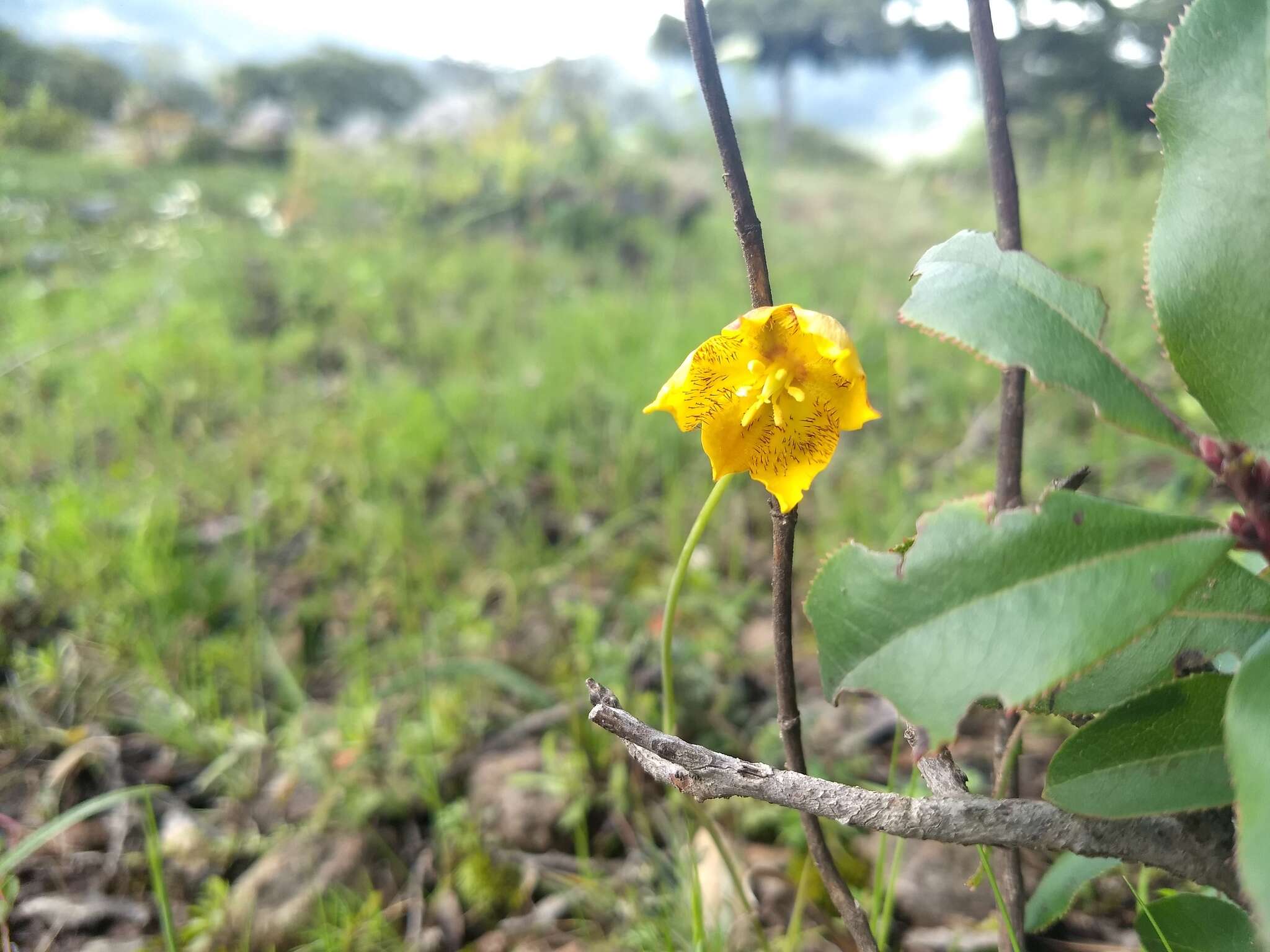 Calochortus barbatus (Kunth) Painter resmi