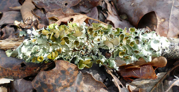 Image of Michaux's parmotrema lichen