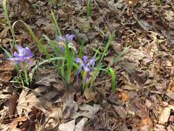 Image of dwarf violet iris