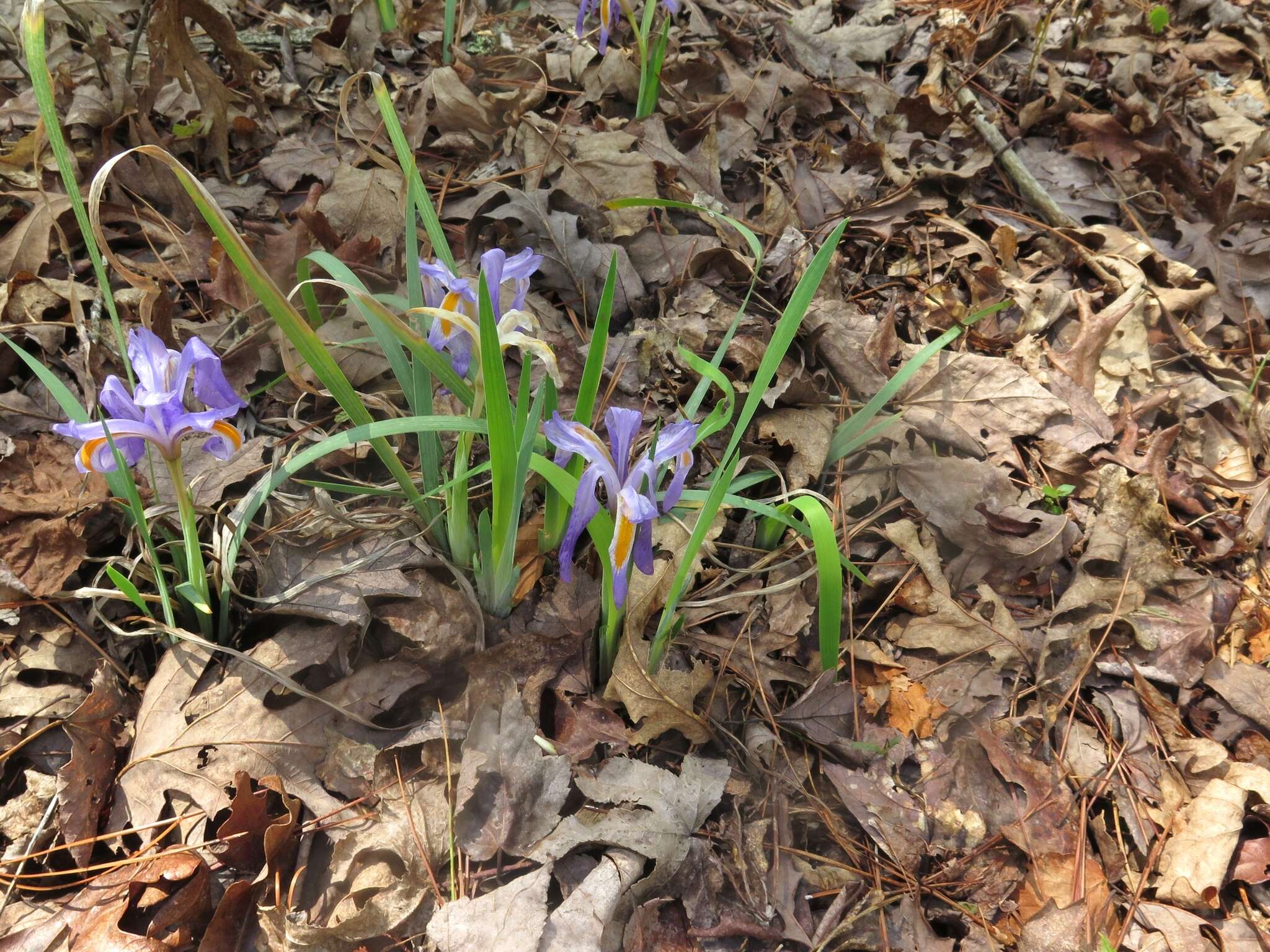 Sivun Iris verna var. smalliana Fernald ex M. E. Edwards kuva