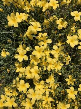 Image of Linum mucronatum Bertol.