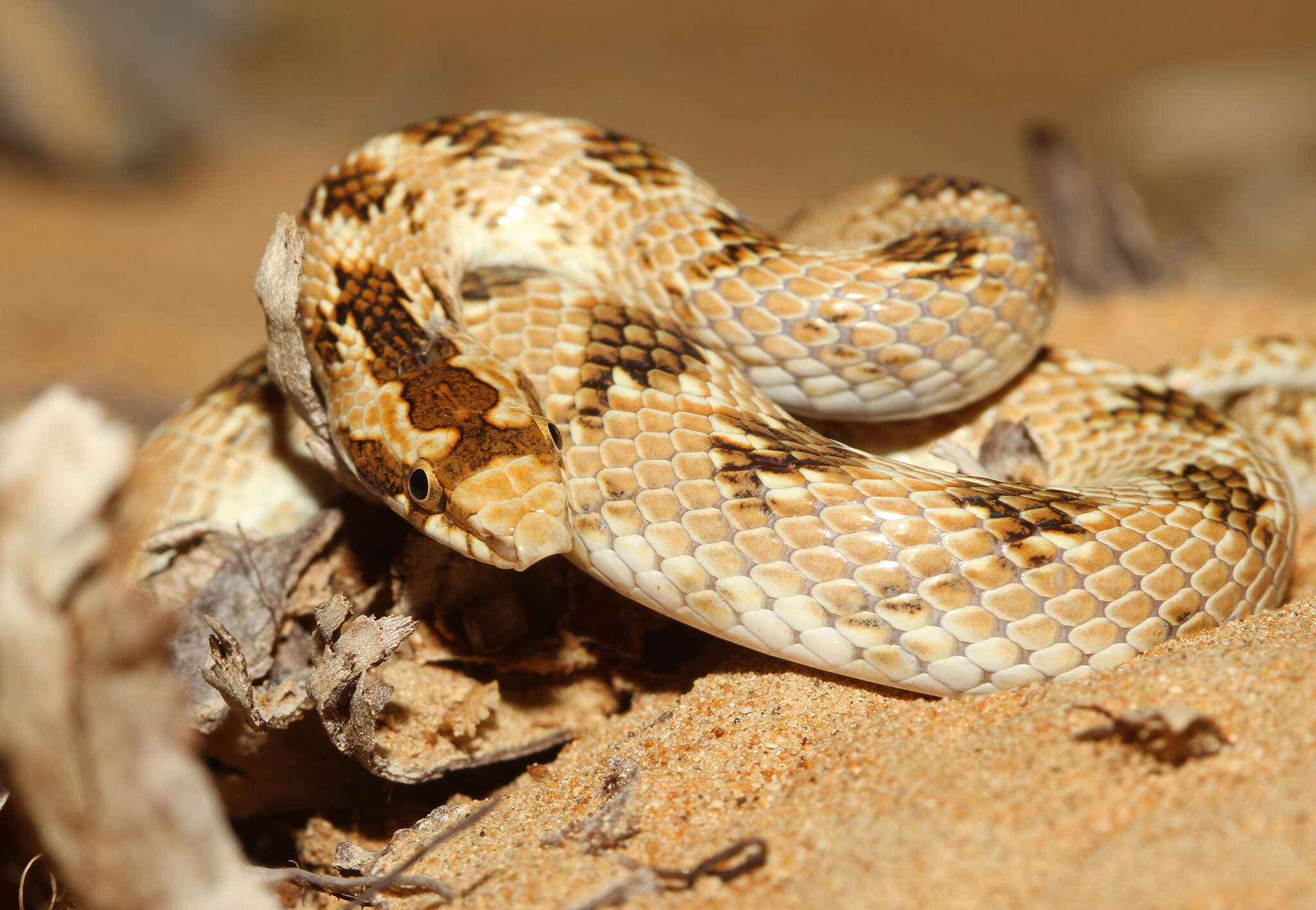 Image of Crowned Leafnose Snake