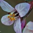 Image of Boronia deanei Maiden & Betche