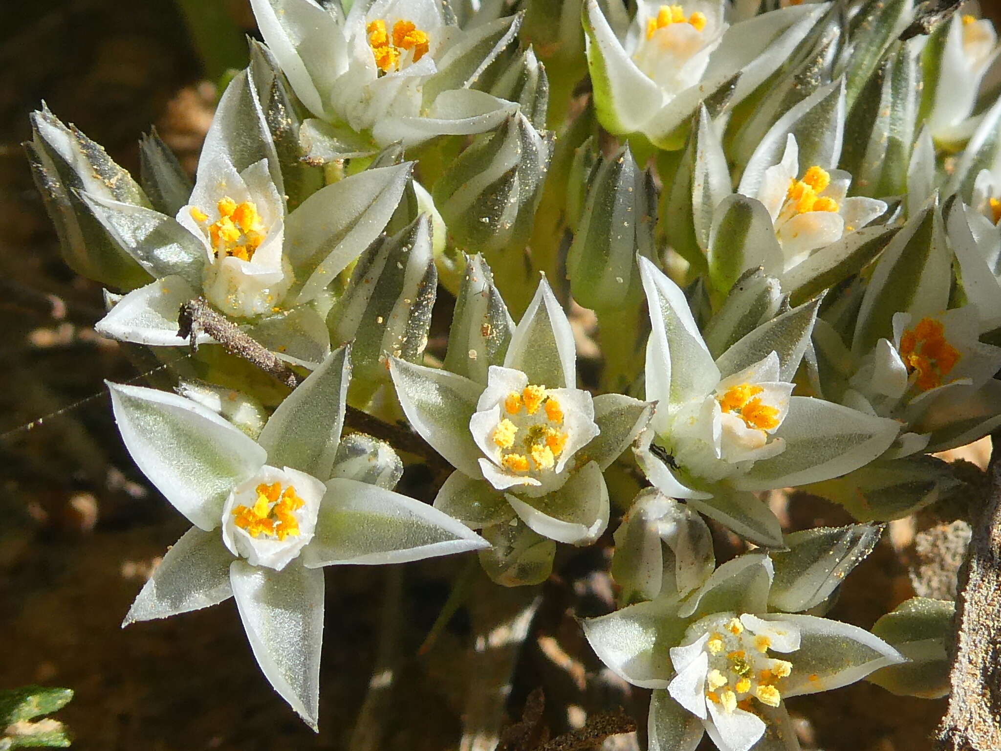 Image of Limeum africanum L.