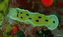 Image of Ceratosoma ingozi Gosliner 1996