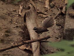 Image of White-spotted Fantail