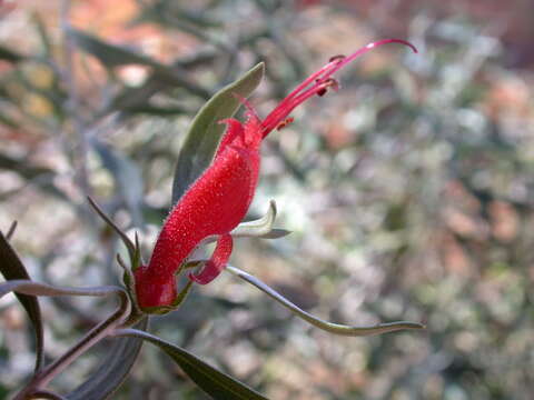 Image of Black Fuschia