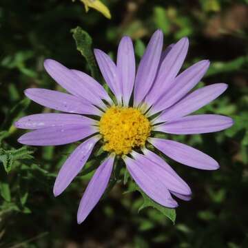 Machaeranthera tanacetifolia (Kunth) Nees resmi