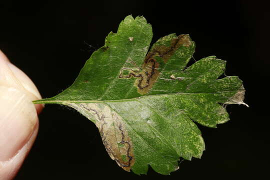 صورة Stigmella regiella (Herrich-Schäffer 1855) Vári 1944