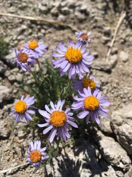 Image of featherleaf fleabane