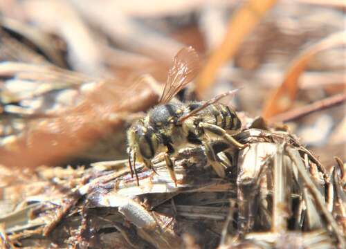 Image of Spot-fronted Wool-carder Bee