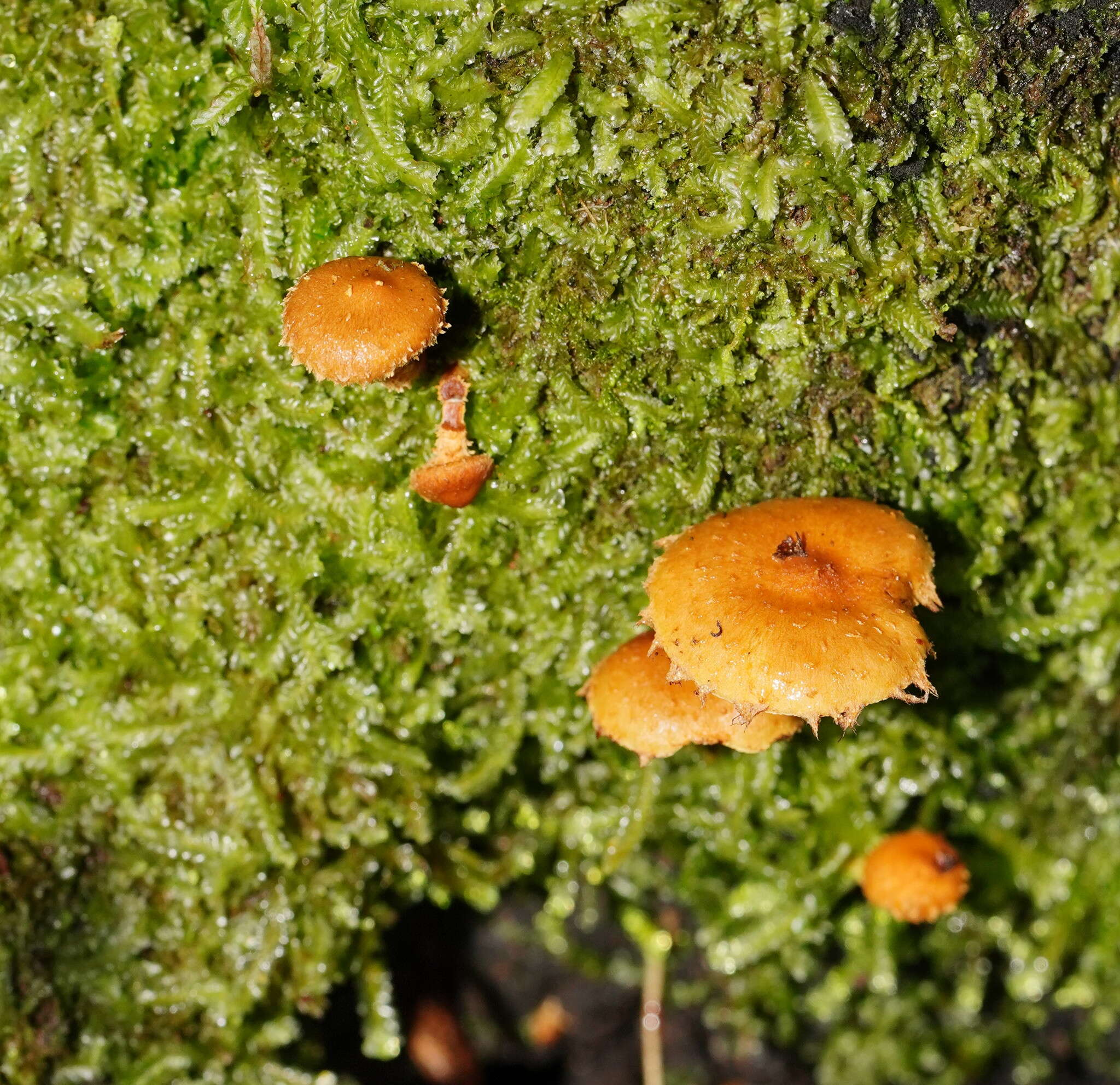 Image of Pholiota squarrosipes Cleland 1933