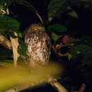 Image of Ninox scutulata borneensis (Bonaparte 1850)