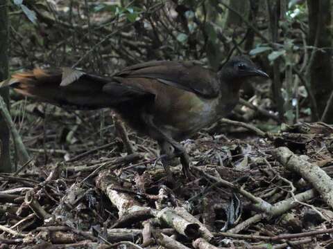 Image of lyrebirds