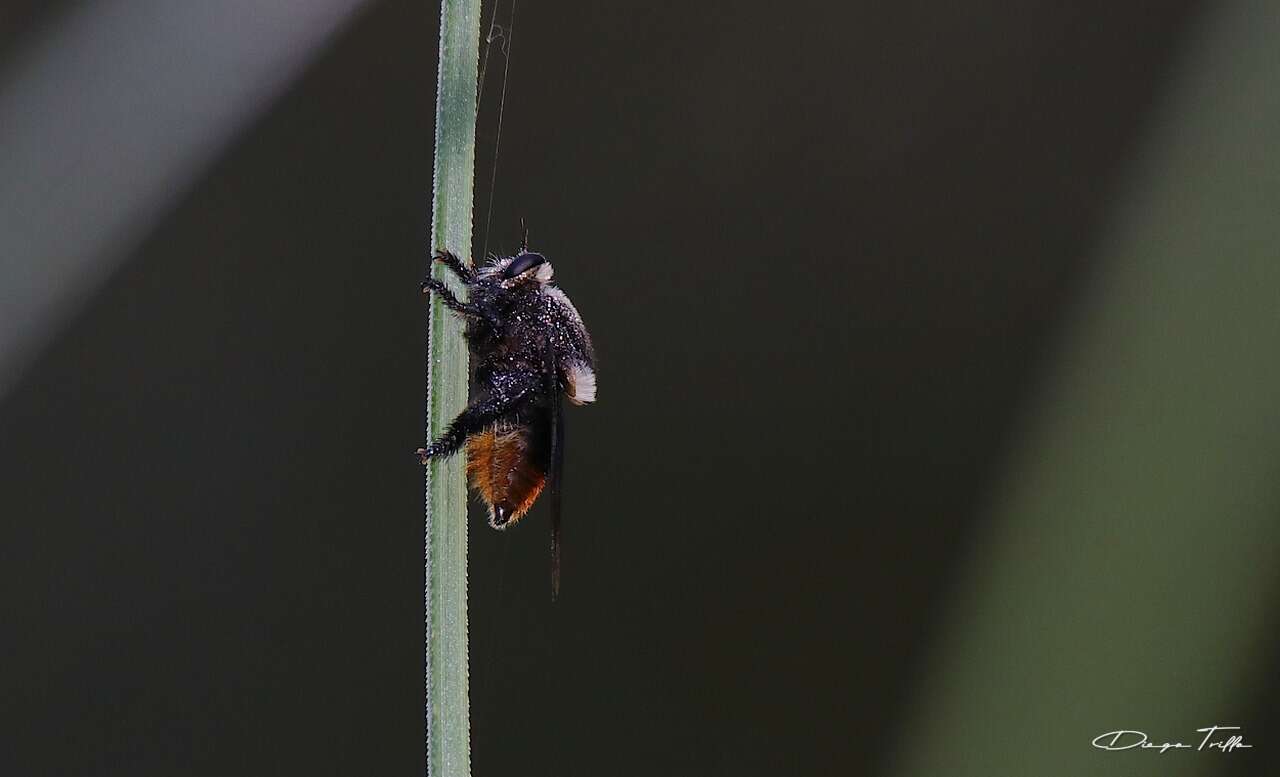 Image of Mallophora ruficauda (Wiedemann 1828)