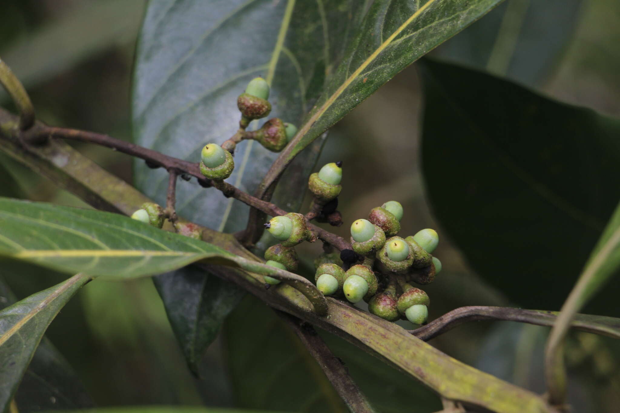 Слика од Ocotea aurantiodora (Ruiz & Pav.) Mez