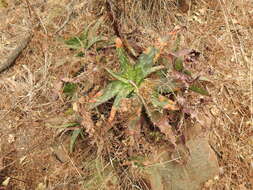 Image of Uromyces aloes (Cooke) Magnus 1892