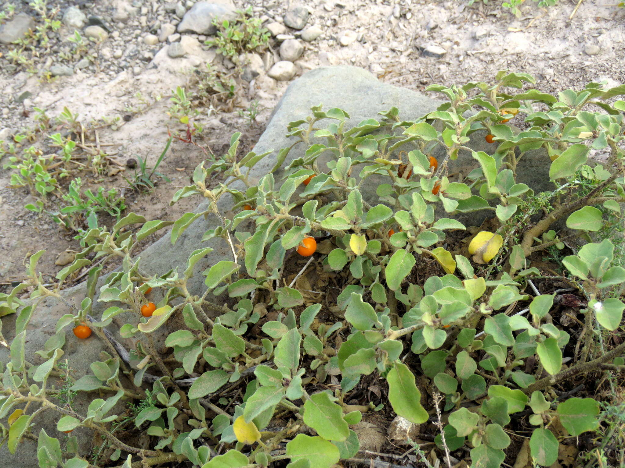 Image of Solanum tomentosum L.