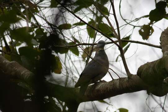 Imagem de Columba pulchricollis Blyth 1846