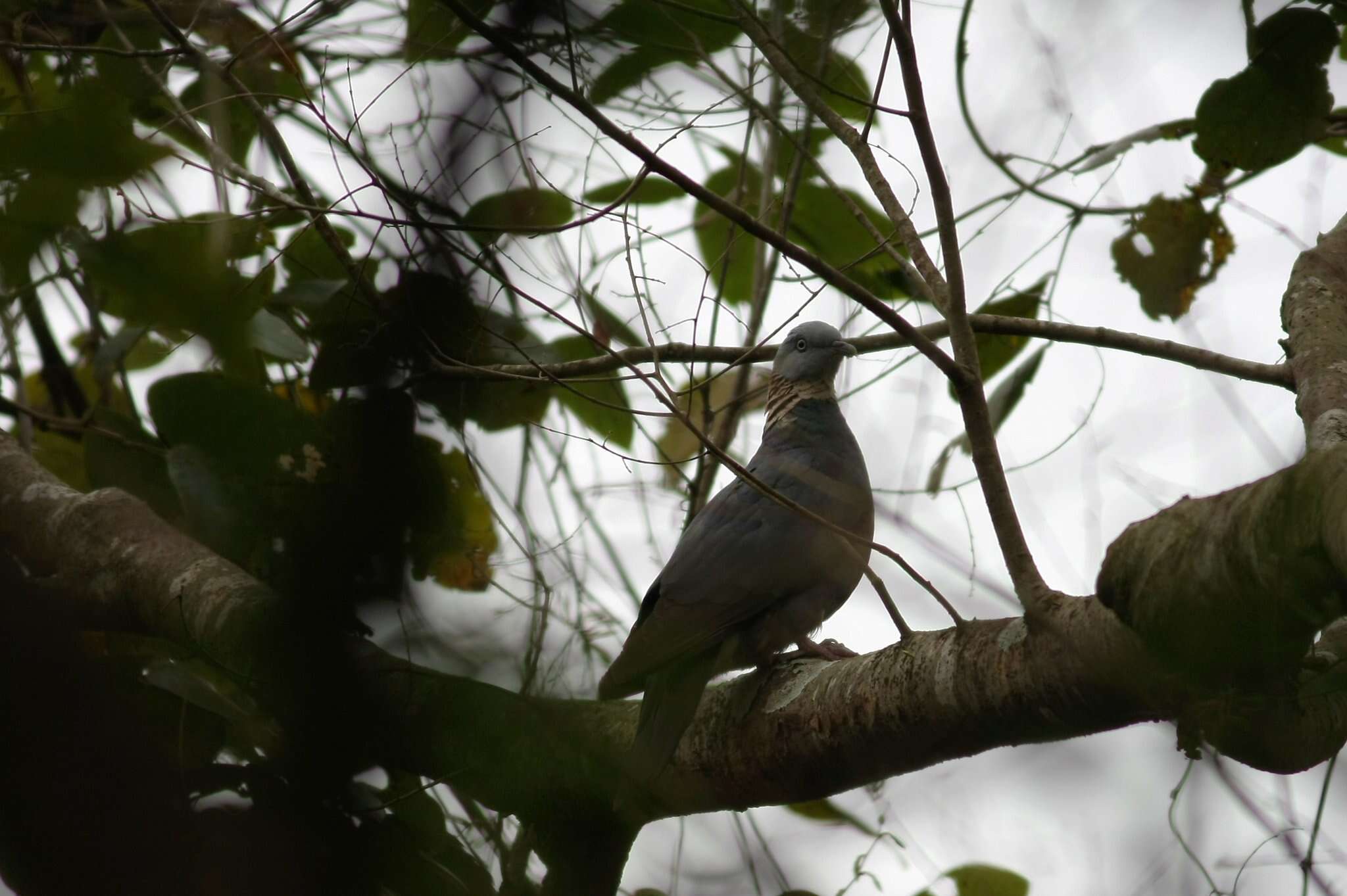 Image of Ashy Wood Pigeon
