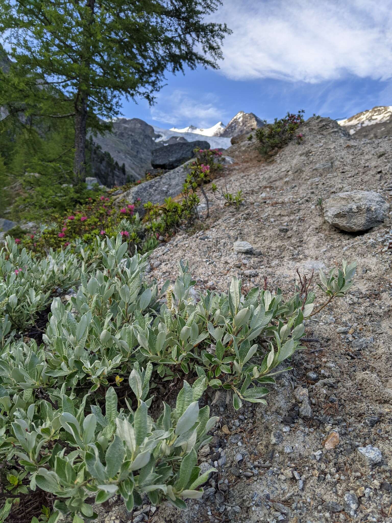 Image de Saule de Suisse