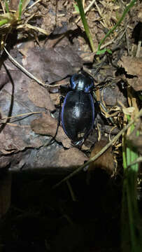 Image of Carabus (Tanaocarabus) sylvosus Say 1823