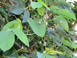 Image of ceara rubbertree