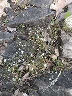 Image of One-Flower Stitchwort