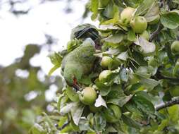 Image of Slender-billed Conure