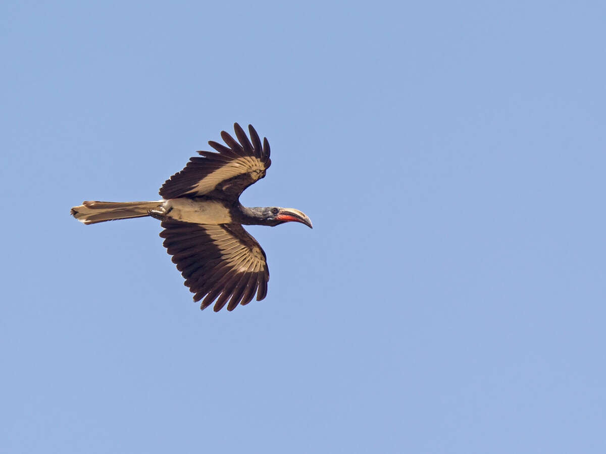 Image of Hemprich's Hornbill