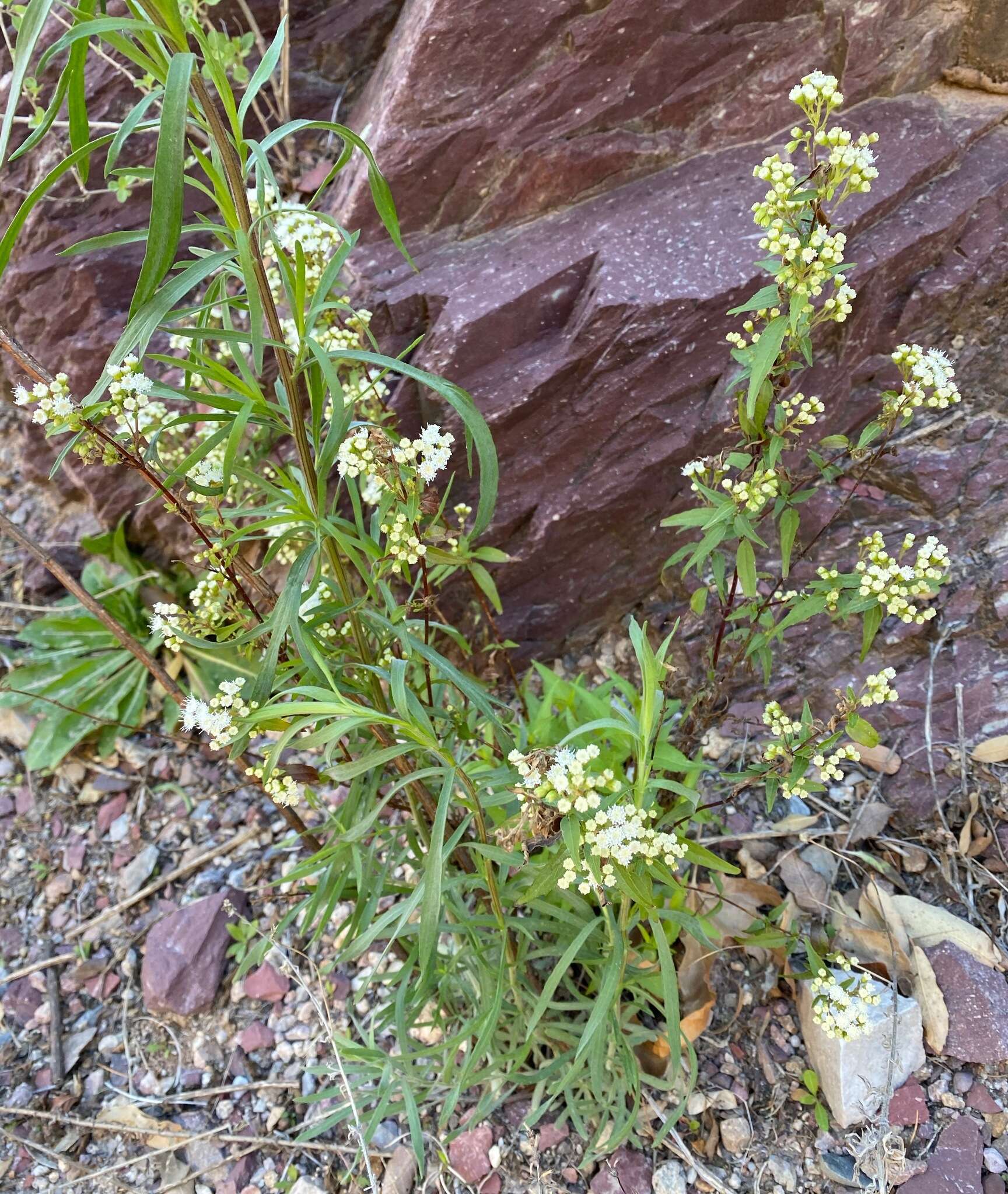 Image of Santa Rita snakeroot