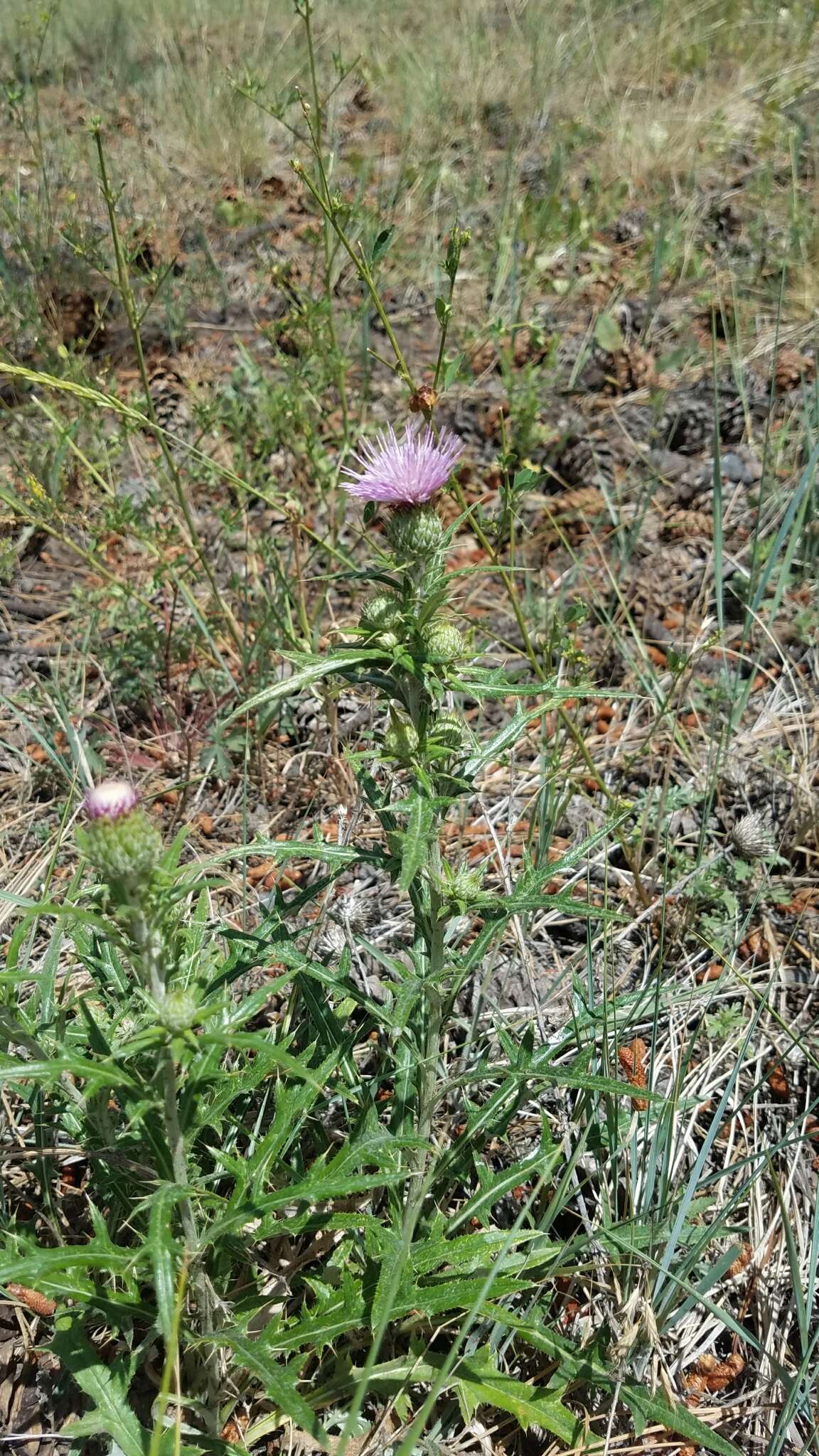 Image of Wheeler's thistle