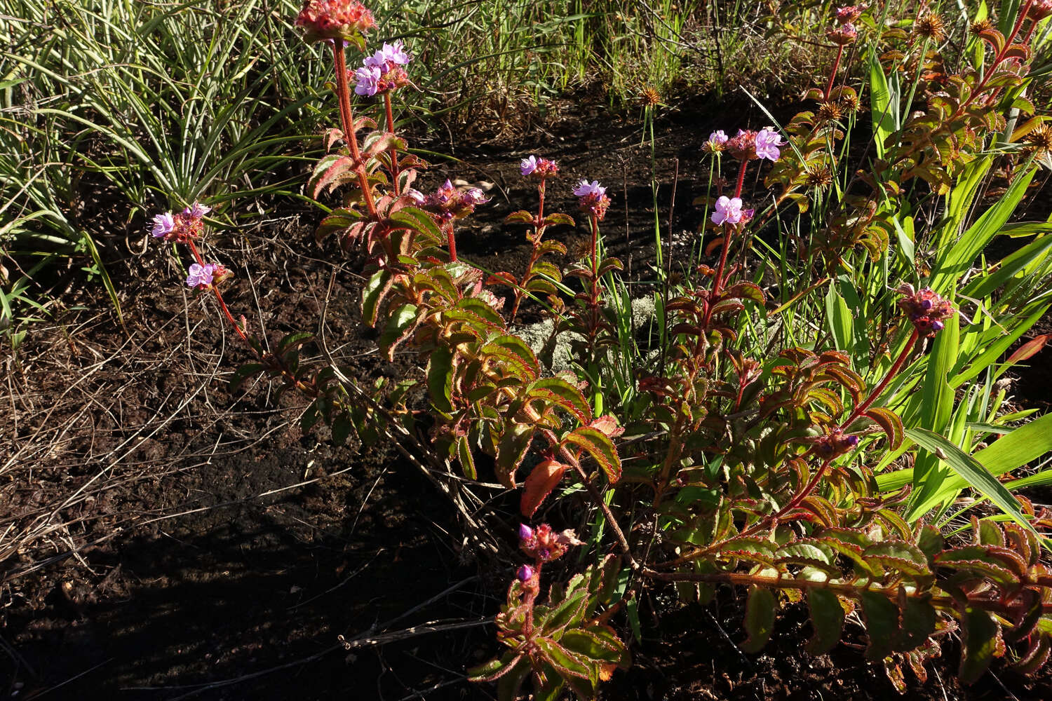 صورة Ernestia confertiflora Wurdack