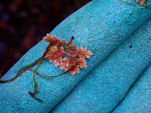 Image of Azolla filiculoides subsp. cristata (Kaulf.) Fraser-Jenk.