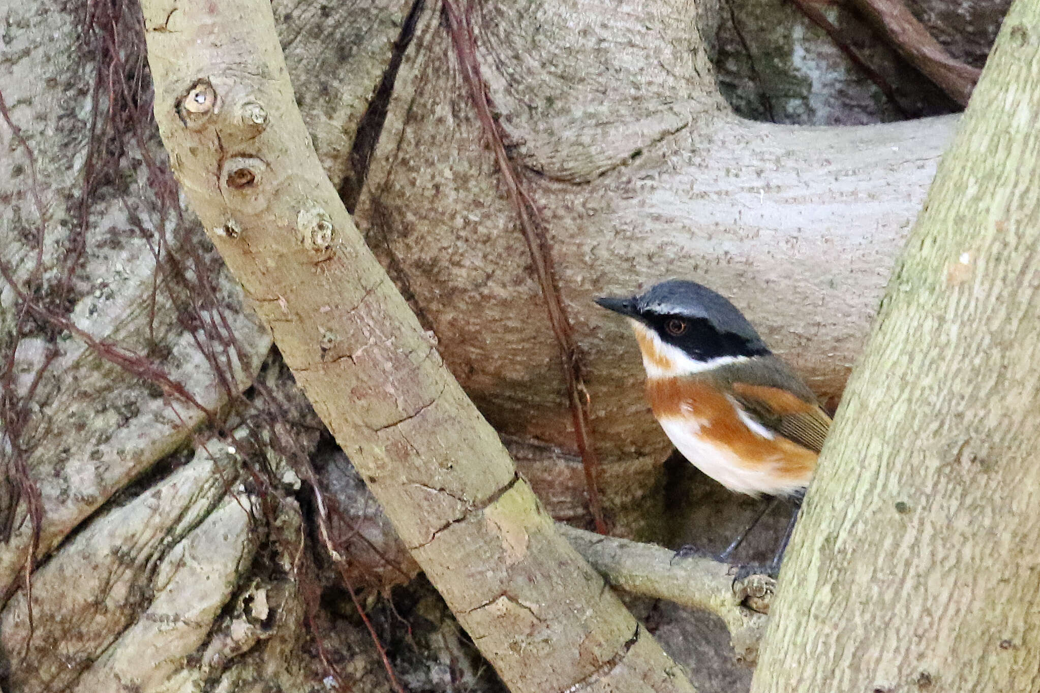 صورة Batis capensis (Linnaeus 1766)