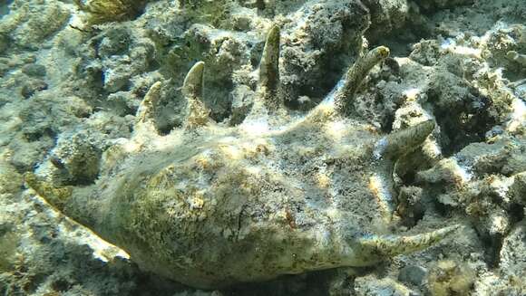 Image of Giant spider conch