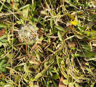 Imagem de Taraxacum bessarabicum (Hornem.) Hand.-Mazz.