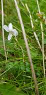 Image of Viola cunninghamii Hook. fil.