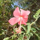 Image of Hibiscus grandidieri var. manamboloensis (Hochr.) Hochr.