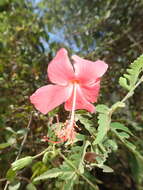 Image of Hibiscus grandidieri var. manamboloensis (Hochr.) Hochr.