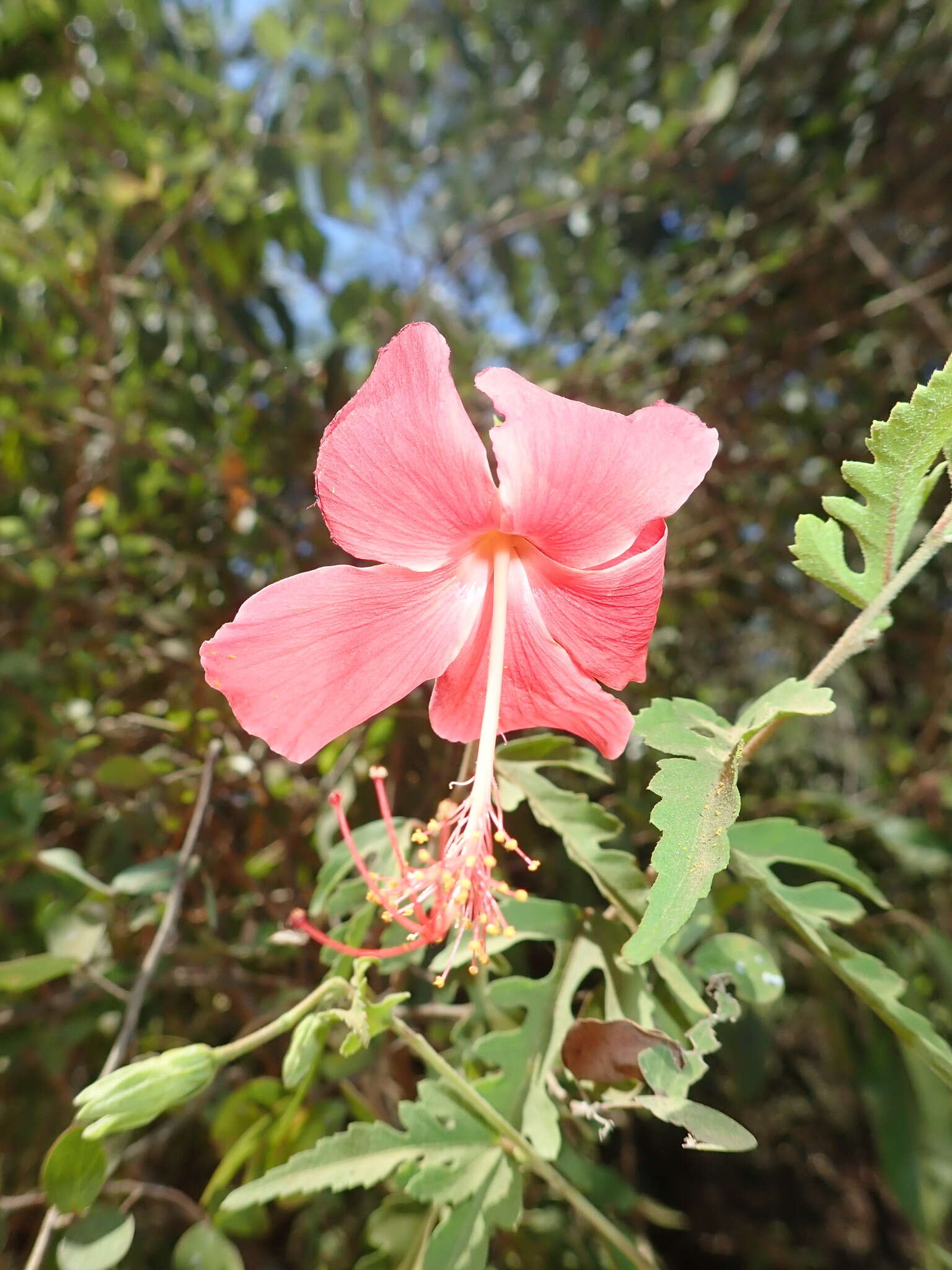 Image of Hibiscus grandidieri var. manamboloensis (Hochr.) Hochr.