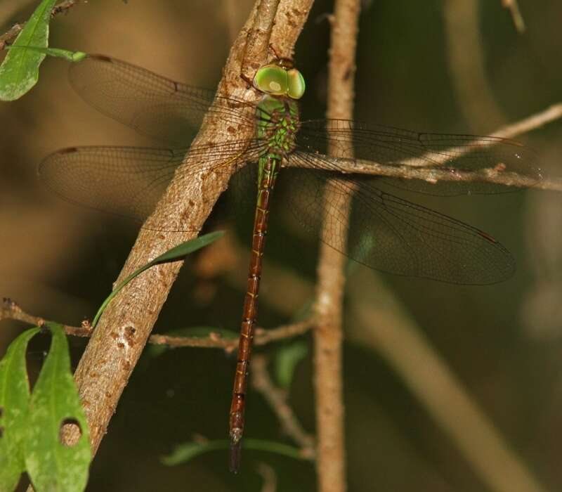 Image of Triacanthagyna septima (Selys ex Sagra 1857)