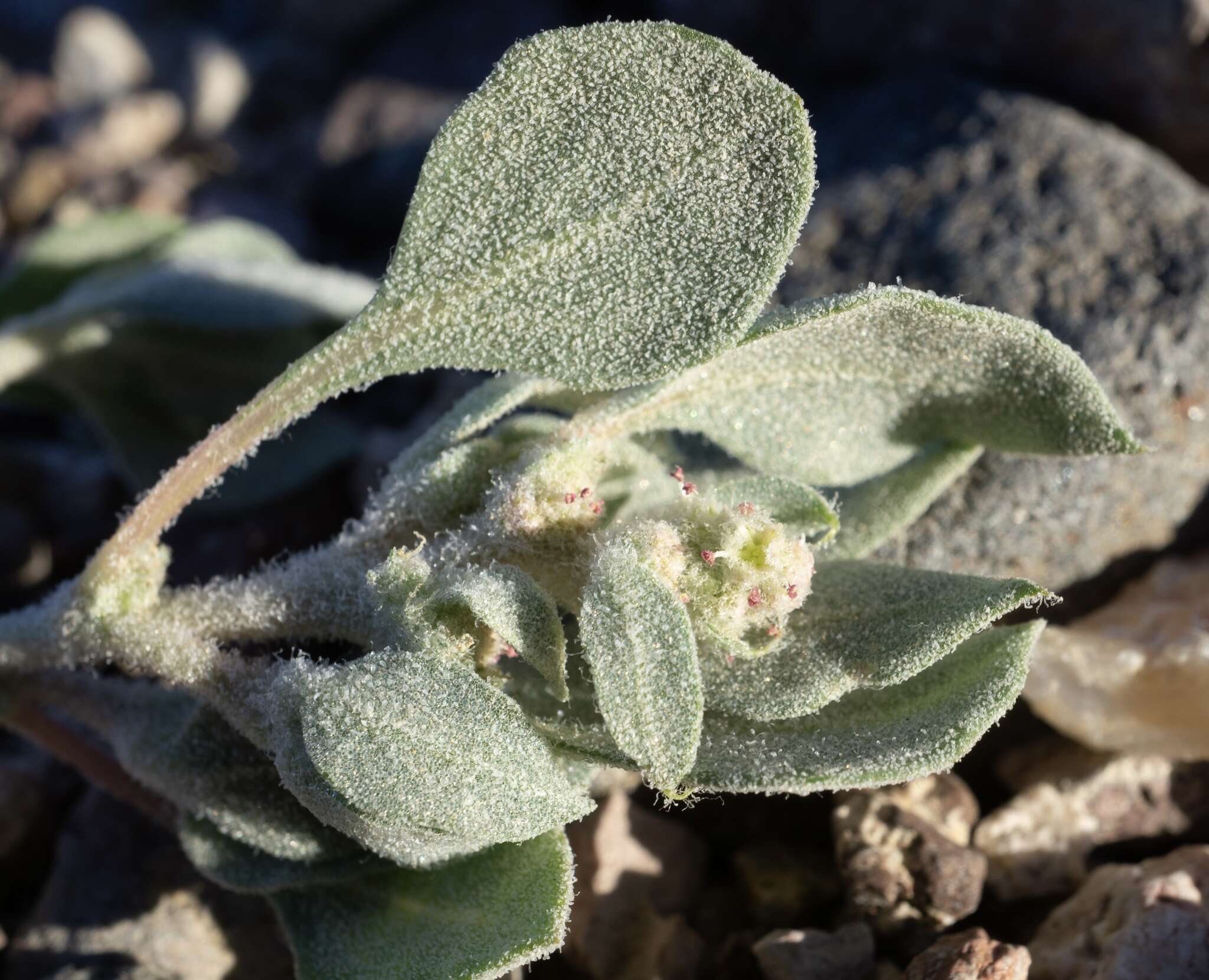 Plancia ëd Atriplex longitrichoma H. C. Stutz, G. L. Chu & S. C. Sanderson