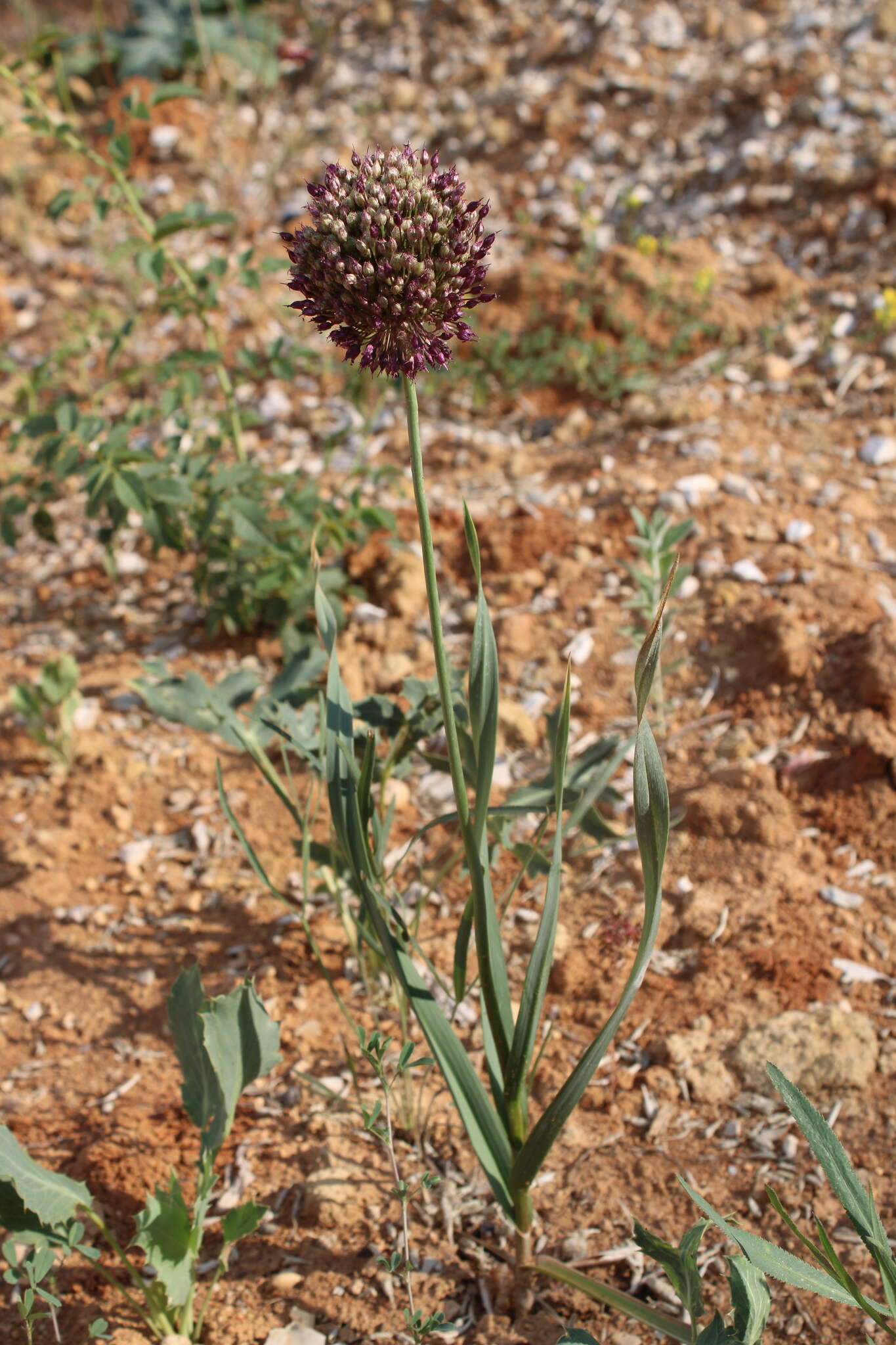 Image of broadleaf wild leek