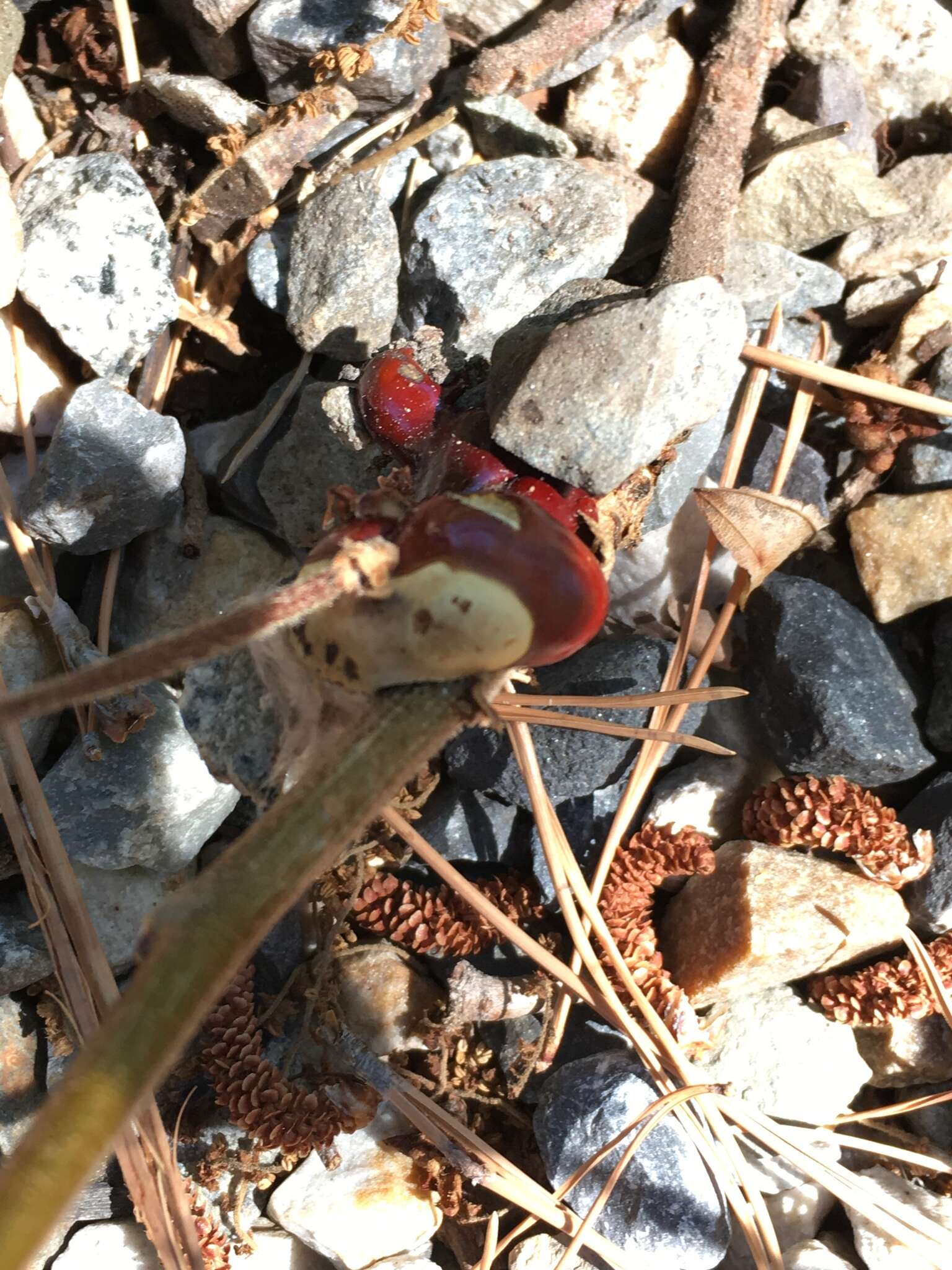 Image of lingzhi mushroom