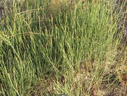 Image of Ephedra fragilis subsp. fragilis