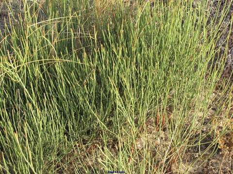 Image of Ephedra fragilis subsp. fragilis