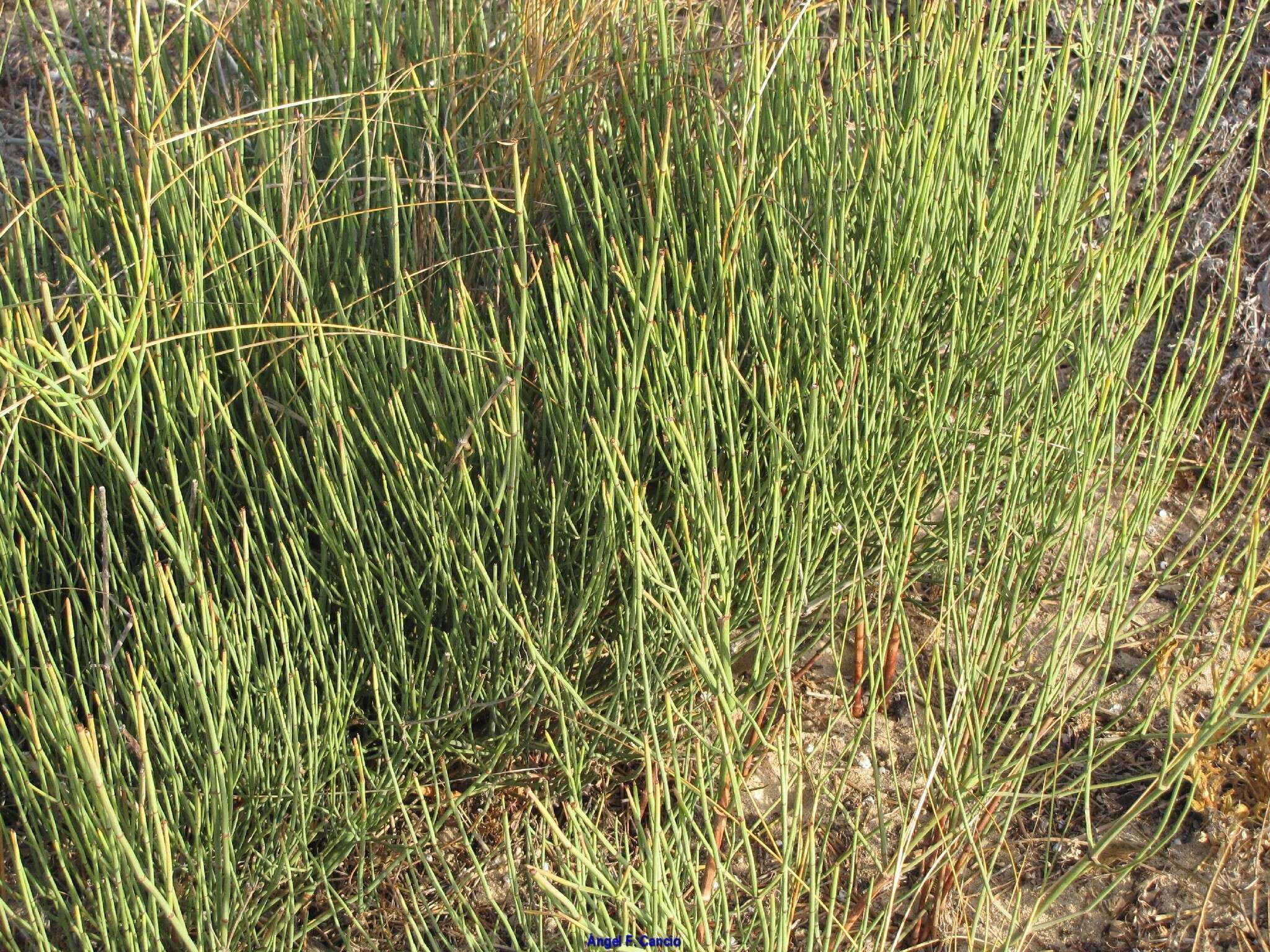 Image of Ephedra fragilis subsp. fragilis