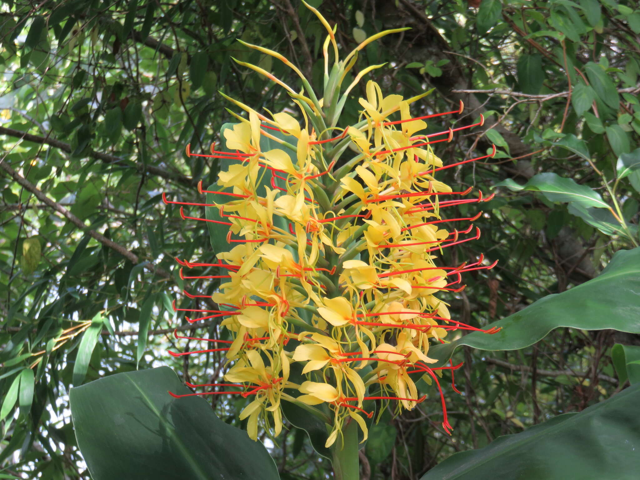 Слика од Hedychium gardnerianum Sheppard ex Ker Gawl.